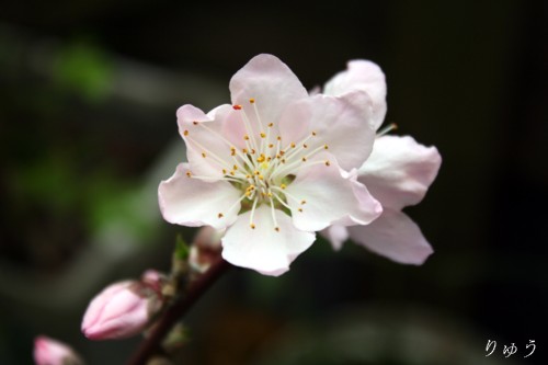 桃の花０１
