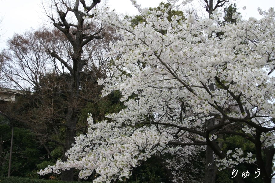 国立科学博物館の桜