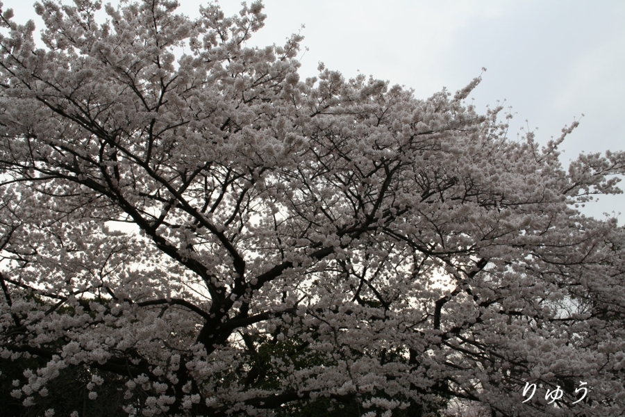 上野動物園入り口付近の桜