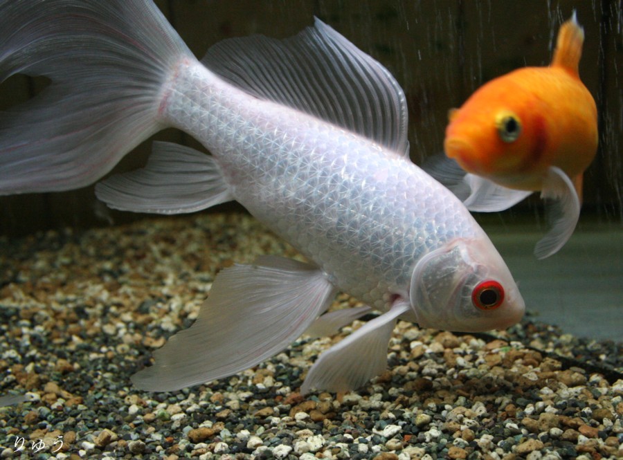 白い金魚