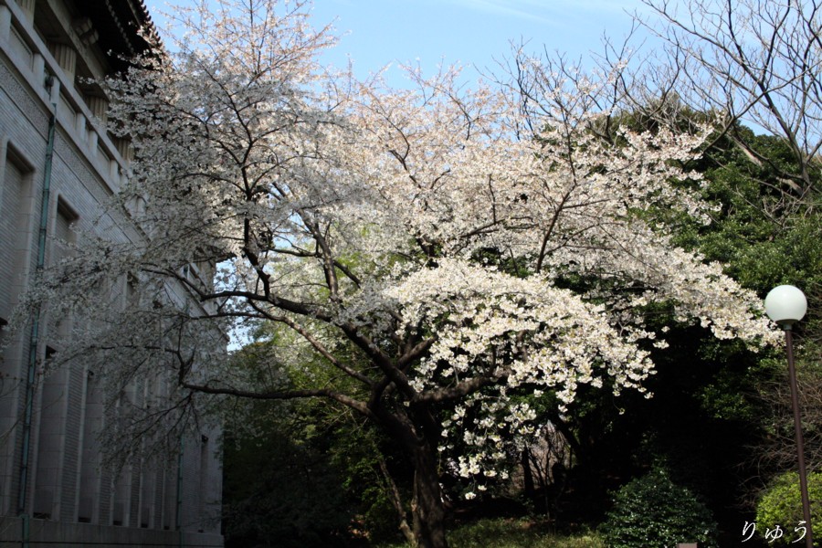 東京国立博物館の桜０１
