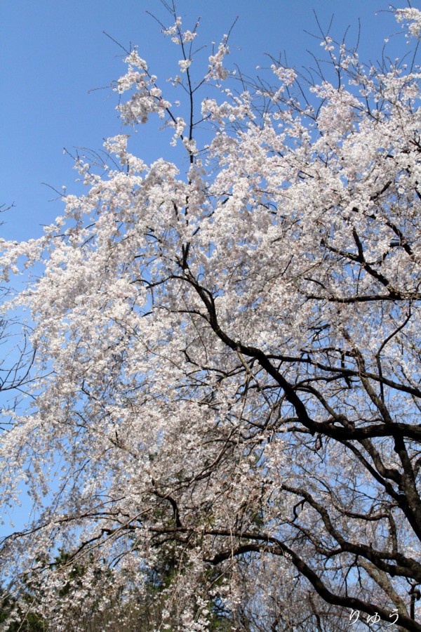 東京国立博物館の桜０２