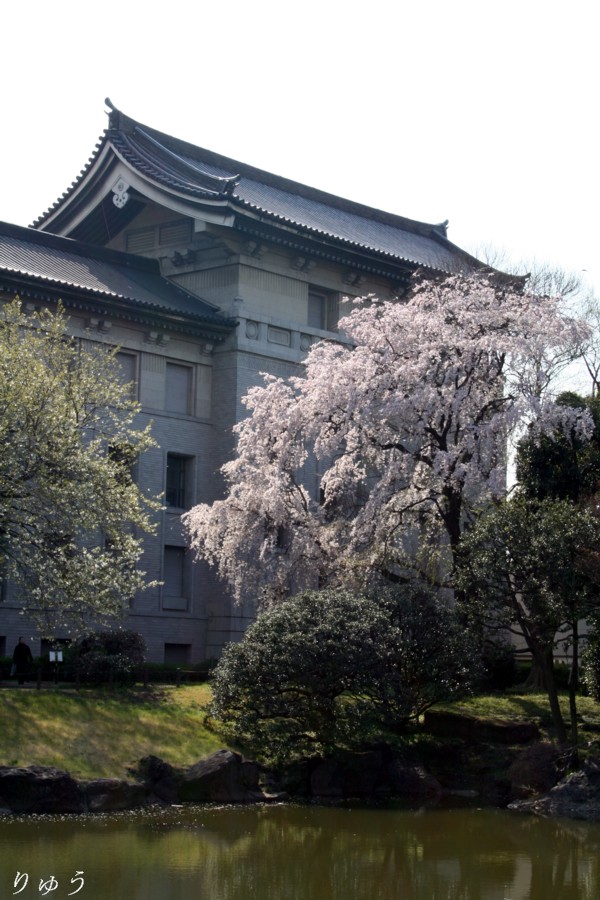 東京国立博物館の桜０７