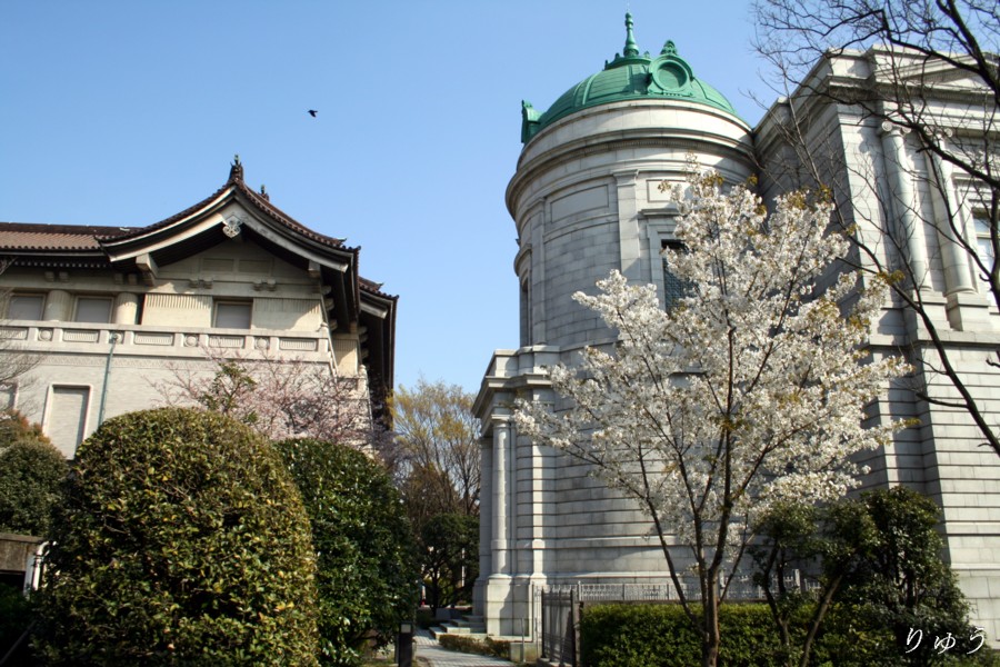 東京国立博物館の桜０９