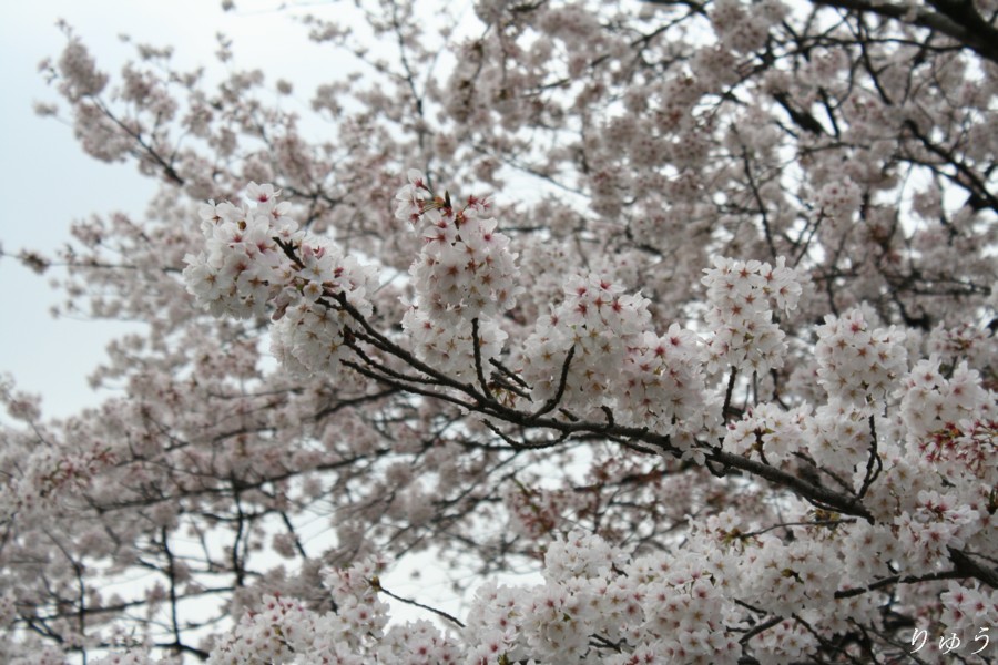 上野公園の桜０２