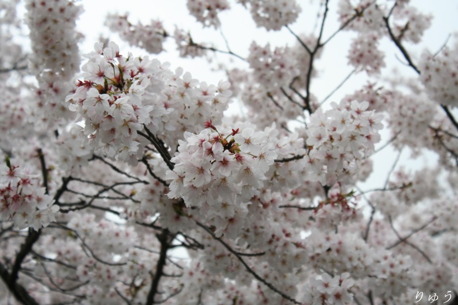 上野公園の桜０３