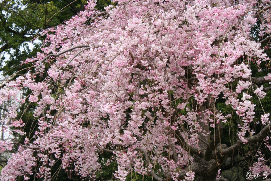 上野公園の桜０５