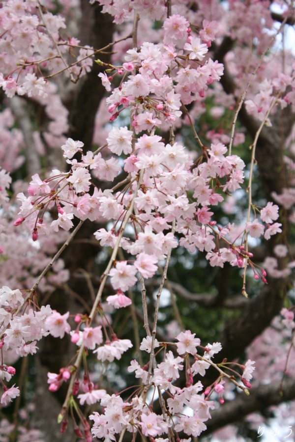 上野公園の桜０４