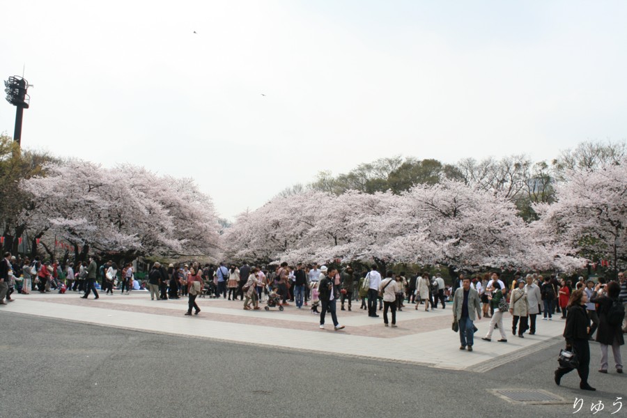 上野公園の桜０１