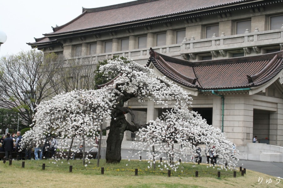 東京国立博物館の桜０１