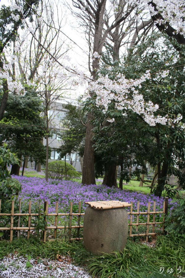 東京国立博物館の桜１０