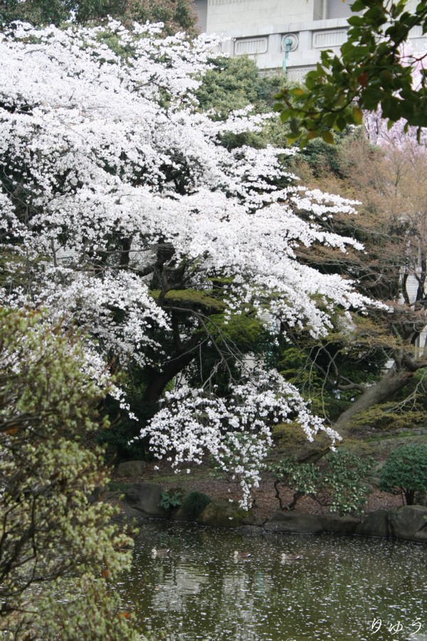 東京国立博物館の桜１３