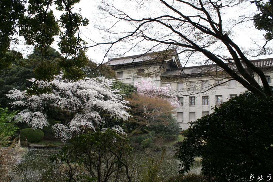 東京国立博物館の桜１４