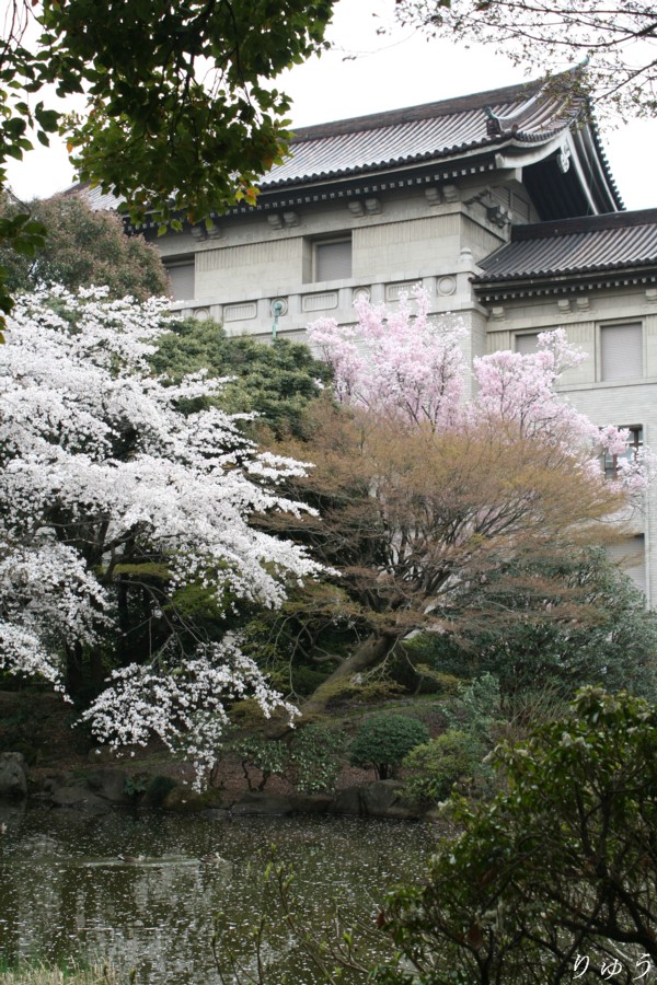 東京国立博物館の桜１２