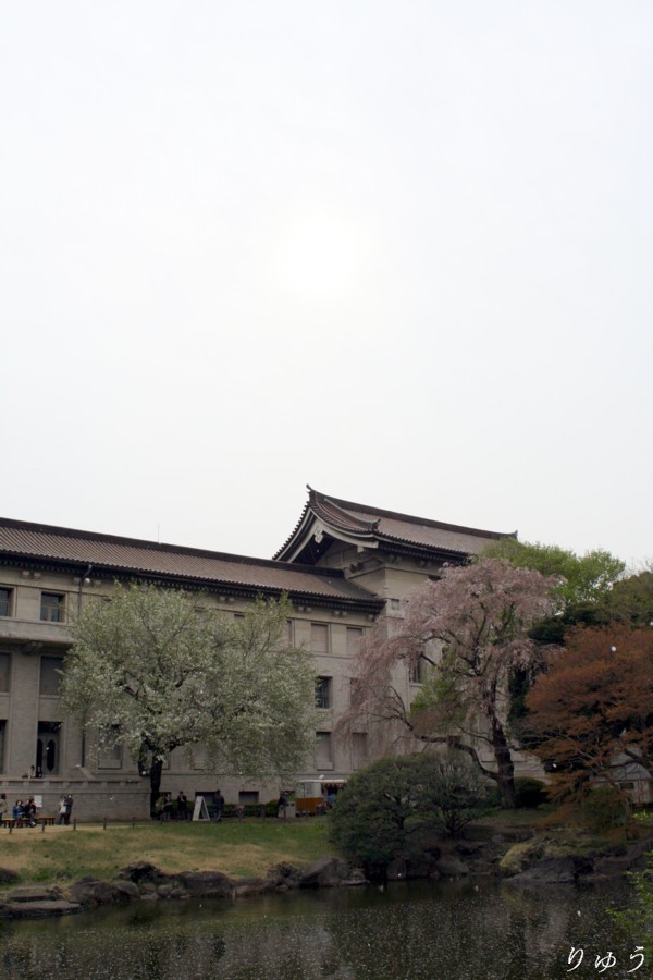 東京国立博物館の桜１６