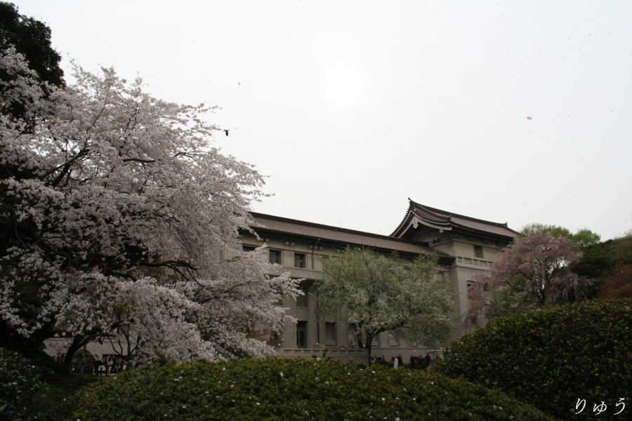 東京国立博物館の桜１５