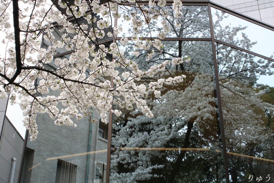 東京国立博物館の桜１８