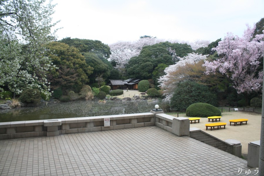 東京国立博物館の桜２２