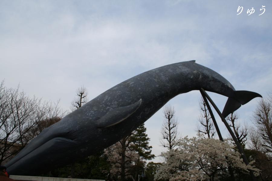 クジラと桜その１