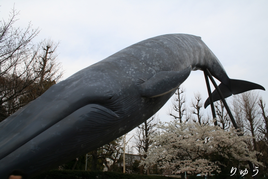 クジラと桜その２