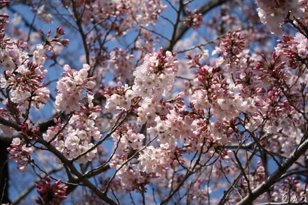 上野公園の桜０１