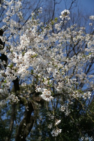 上野公園の桜０２