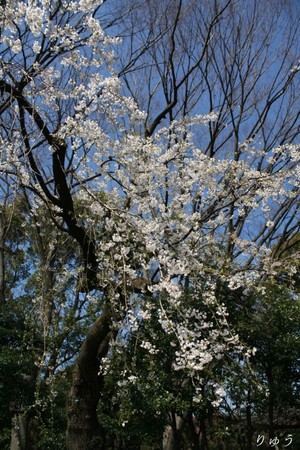 上野公園の桜０４