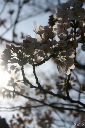 上野公園の桜１１