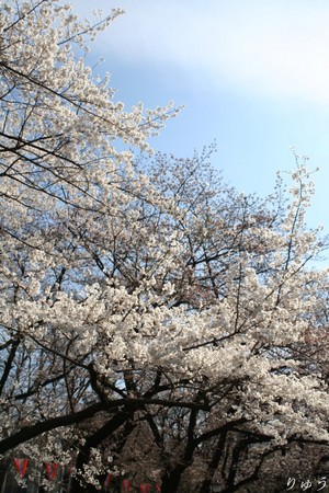上野公園の桜０８