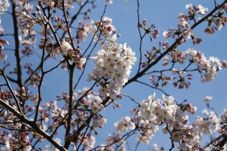 上野公園の桜０６