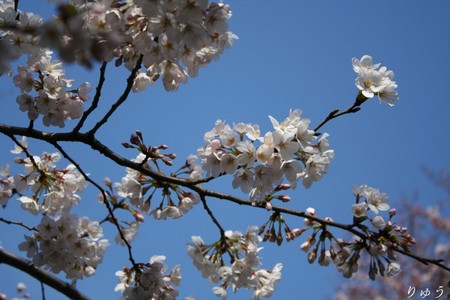 上野公園の桜０７