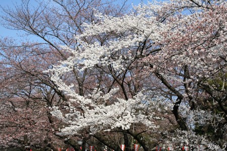 上野公園の桜０５