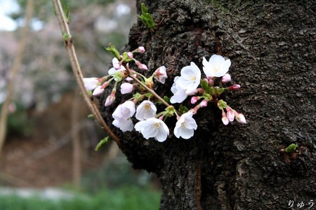 上野公園の桜０９