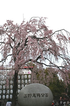 上野公園の桜１０